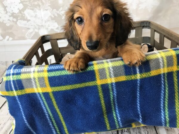 Dachshund DOG Male Wild Boar 6270 Petland Ashland, Kentucky