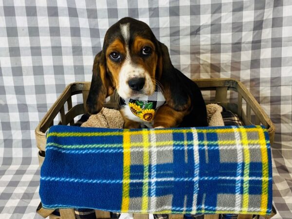 Beagle/Basset Hound DOG Female Black White / Tan 6314 Petland Ashland, Kentucky