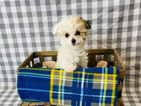 Havachon-DOG-Female-Golden-6315-Petland Ashland, Kentucky