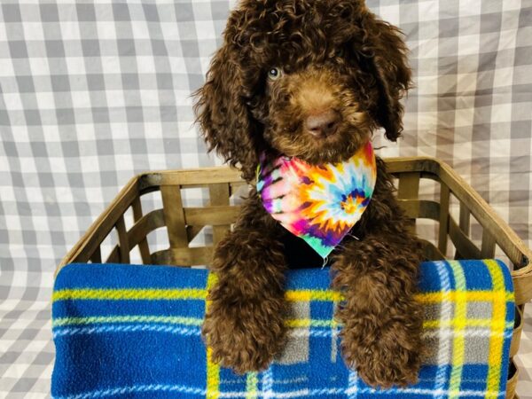 Goldendoodle/Poodle DOG Male Chocolate 6316 Petland Ashland, Kentucky