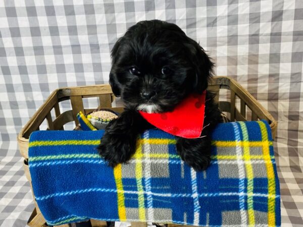 ShizaPoo-DOG-Male-Black-6317-Petland Ashland, Kentucky