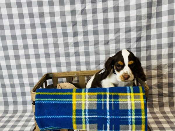 Cocker Spaniel DOG Male Chocolate White Tan 6319 Petland Ashland, Kentucky