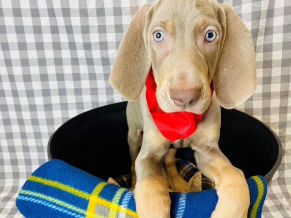 Weimaraner DOG Male Silver / Tan 6321 Petland Ashland, Kentucky