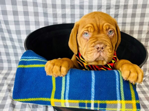 Dogue de Bordeaux DOG Male Red 6323 Petland Ashland, Kentucky