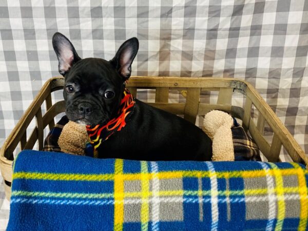 French Bulldog DOG Male Black 6324 Petland Ashland, Kentucky