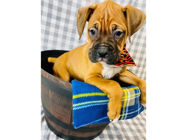 Boxer DOG Male Fawn 6326 Petland Ashland, Kentucky