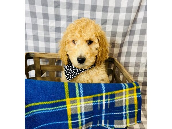 Labradoodle DOG Male Yellow 6327 Petland Ashland, Kentucky