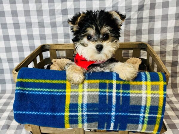 Yorkiepoo DOG Male Black / Tan 6328 Petland Ashland, Kentucky