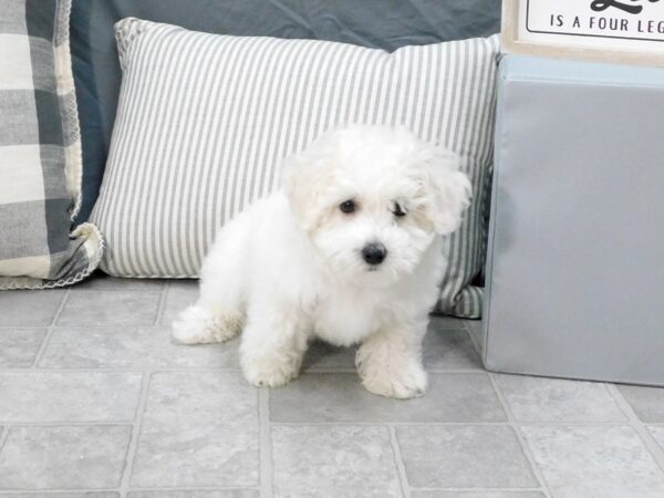 Teddy Bear DOG Male White 6346 Petland Ashland, Kentucky