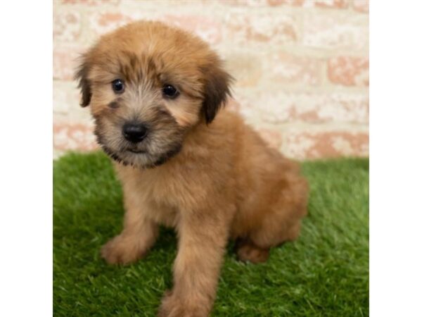 Soft Coated Wheaten Terrier DOG Male Wheaten 6335 Petland Ashland, Kentucky