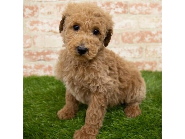 Poodle DOG Female Apricot 6334 Petland Ashland, Kentucky