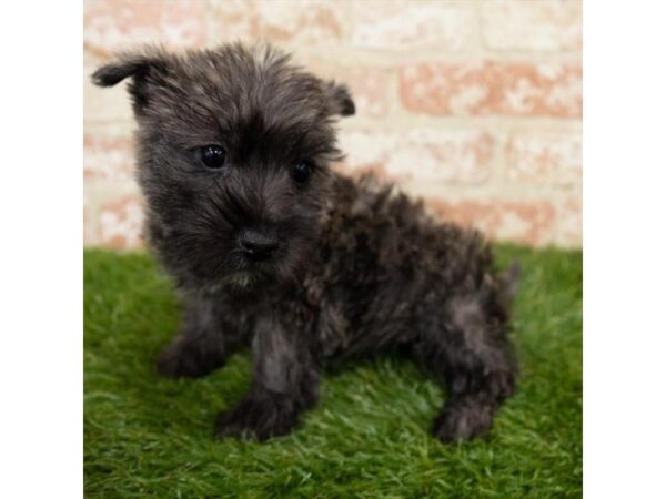 Cairn Terrier DOG Female Wheaten 6331 Petland Ashland, Kentucky