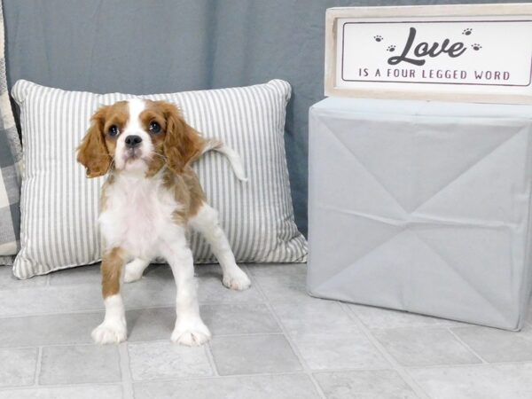 Cavalier King Charles Spaniel DOG Male Blenheim 6345 Petland Ashland, Kentucky