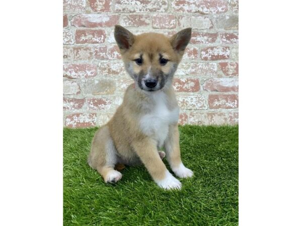 Shiba Inu DOG Female Red Sesame 6344 Petland Ashland, Kentucky