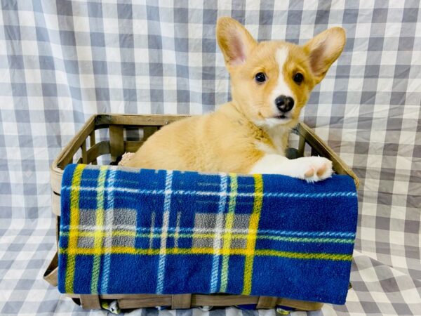 Pembroke Welsh Corgi DOG Male Red / White 6343 Petland Ashland, Kentucky