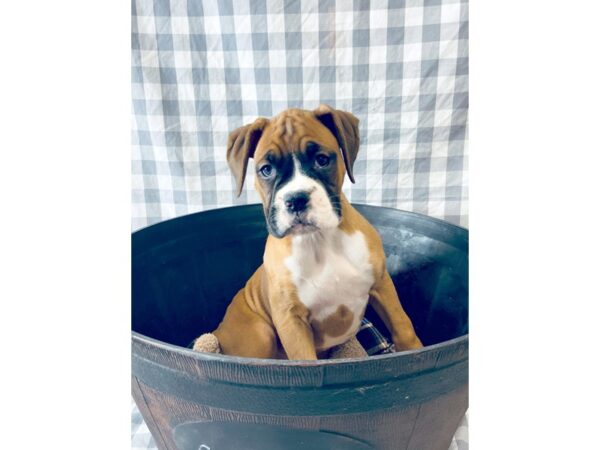 Boxer-DOG-Female-Fawn-6341-Petland Ashland, Kentucky