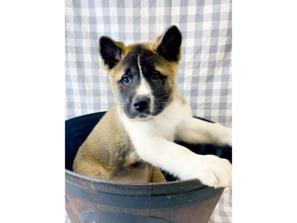 Akita DOG Male Fawn 6340 Petland Ashland, Kentucky