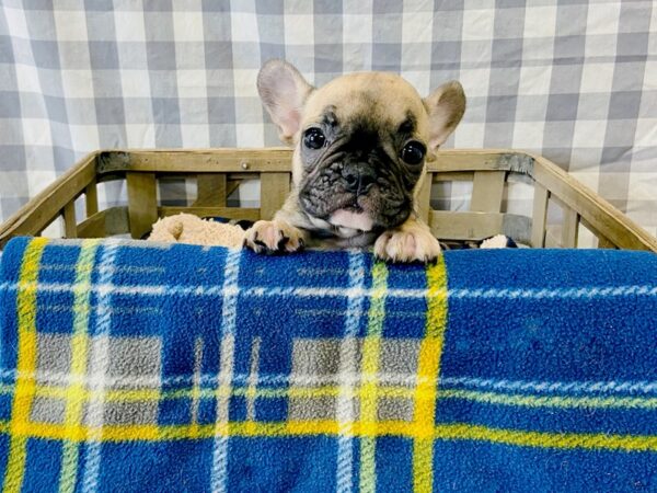 French Bulldog/French Bulldog-DOG-Female-Fawn-6339-Petland Ashland, Kentucky