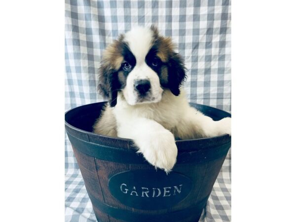 Saint Bernard DOG Male Mahogany / White 6337 Petland Ashland, Kentucky