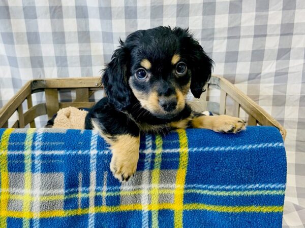 Chiweenie-DOG-Male-Black / Tan-6336-Petland Ashland, Kentucky