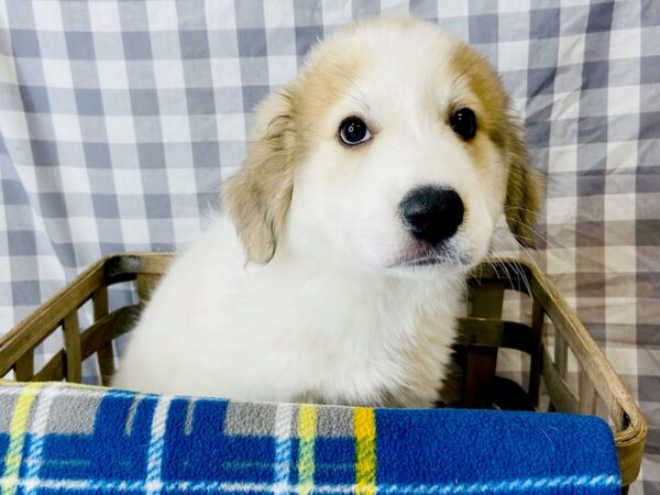 Great Pyrenees DOG Male White 6333 Petland Ashland, Kentucky