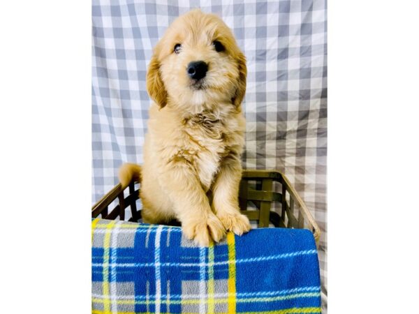 Goldendoodle Mini-DOG-Male-Red-6330-Petland Ashland, Kentucky