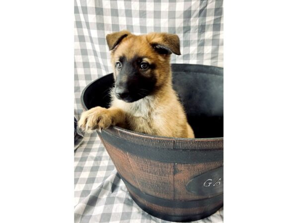 German Shepherd DOG Female Tan 6329 Petland Ashland, Kentucky