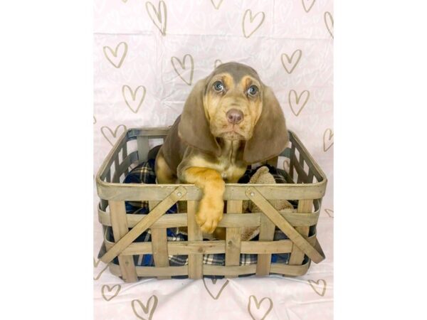 Bloodhound DOG Female Liver / Tan 6350 Petland Ashland, Kentucky