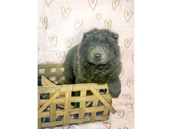 Chow Chow DOG Female Blue 6351 Petland Ashland, Kentucky