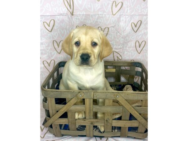 Labrador Retriever DOG Male Yellow 6353 Petland Ashland, Kentucky