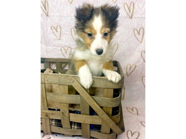 Shetland Sheepdog DOG Female Sable / White 6355 Petland Ashland, Kentucky