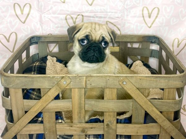 Pug DOG Male Fawn 6357 Petland Ashland, Kentucky