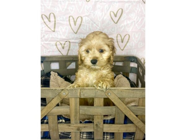 Cock A Poo-DOG-Female-Red-6358-Petland Ashland, Kentucky