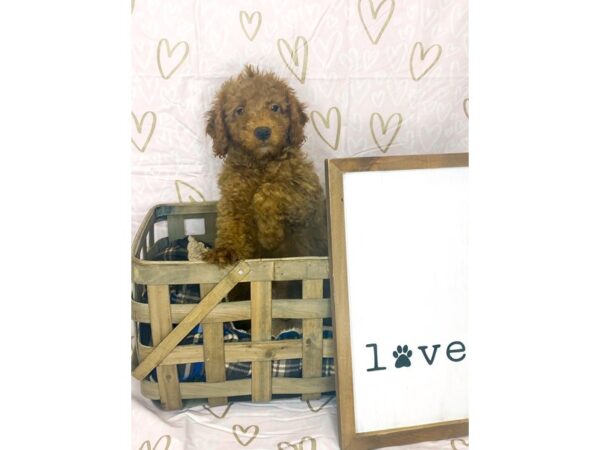 F2 MINI GOLDENDOODLE-DOG-Male-Red-6359-Petland Ashland, Kentucky