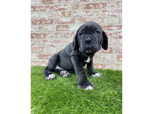 Neapolitan Mastiff DOG Male Blue 6364 Petland Ashland, Kentucky