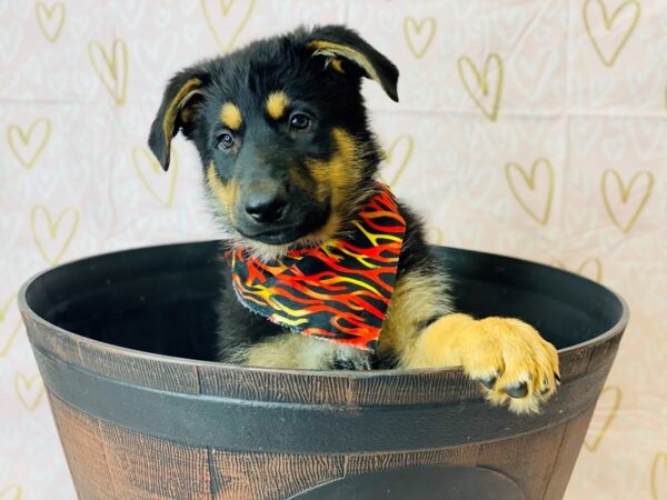 German Shepherd-DOG-Male-Blk/tan-6367-Petland Ashland, Kentucky