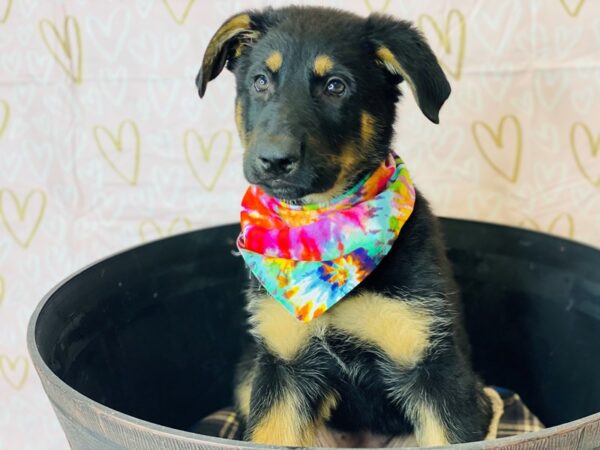 German Shepherd DOG Female Blk/Tan 6368 Petland Ashland, Kentucky