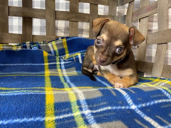 Chihuahua DOG Male Black / Tan 6332 Petland Ashland, Kentucky