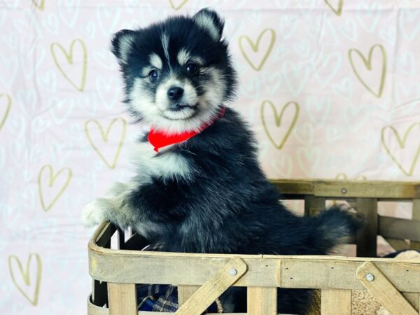 Pomsky-DOG-Female-BLK WH-6374-Petland Ashland, Kentucky