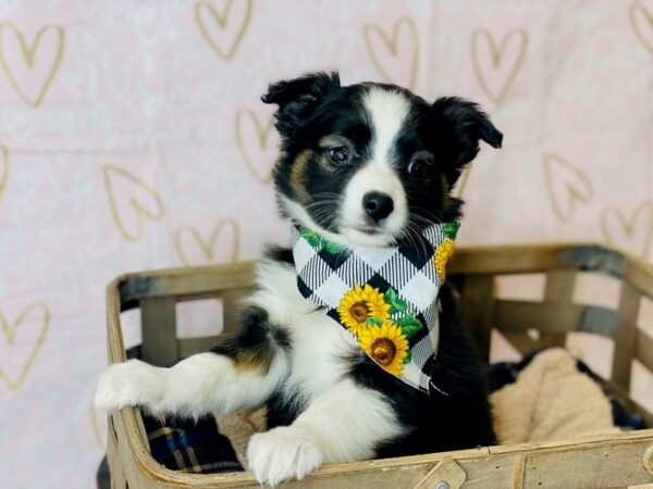 Aussie Mo DOG Female Black & White 6372 Petland Ashland, Kentucky