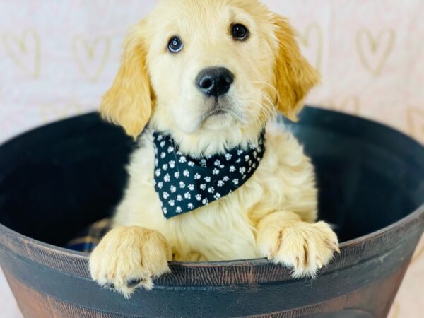 Golden Retriever DOG Male Gold 6371 Petland Ashland, Kentucky