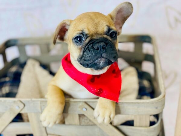 French Bulldog DOG Female Fawn 6366 Petland Ashland, Kentucky