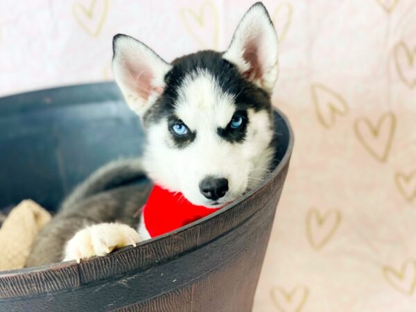 Siberian Husky DOG Male Black / White 6365 Petland Ashland, Kentucky