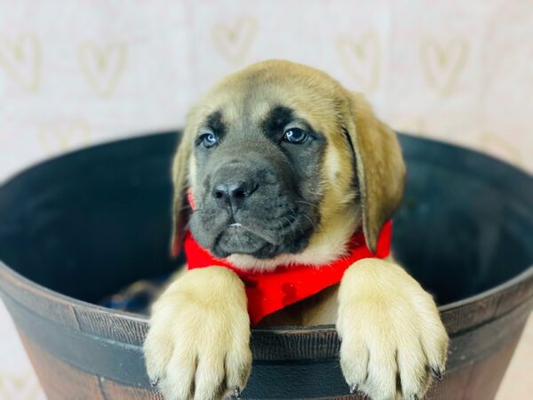 Mastiff DOG Male Fawn 6363 Petland Ashland, Kentucky