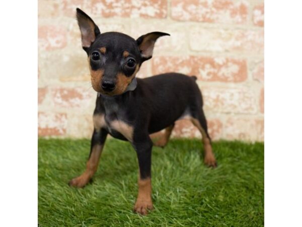 Miniature Pinscher DOG Female Black / Rust 6379 Petland Ashland, Kentucky