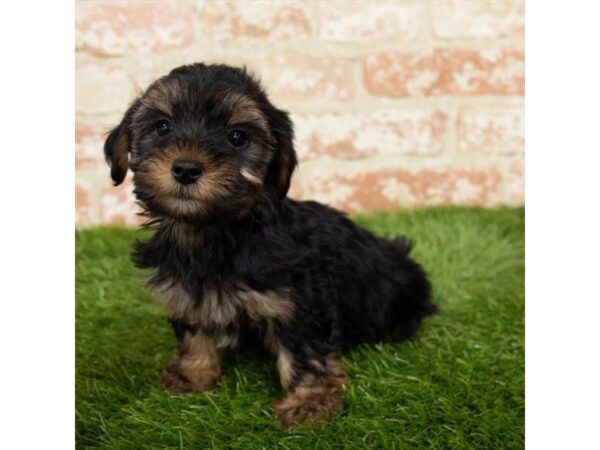 Yorkshire Terrier DOG Female Black / Tan 6381 Petland Ashland, Kentucky