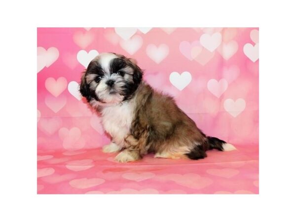 Shih Tzu DOG Male Gold / White 6383 Petland Ashland, Kentucky