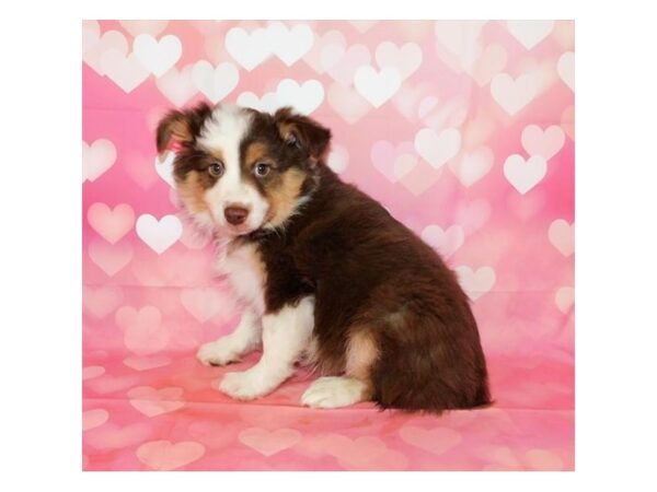 Miniature Australian Shepherd DOG Male Red / White 6382 Petland Ashland, Kentucky