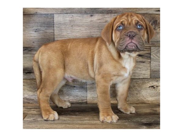 Dogue De Bordeaux-DOG-Male-Red-6386-Petland Ashland, Kentucky