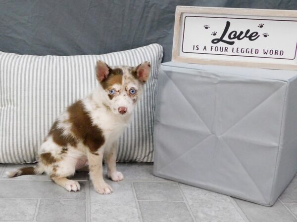 Pomsky 2nd Gen DOG Male Red Merle 6426 Petland Ashland, Kentucky